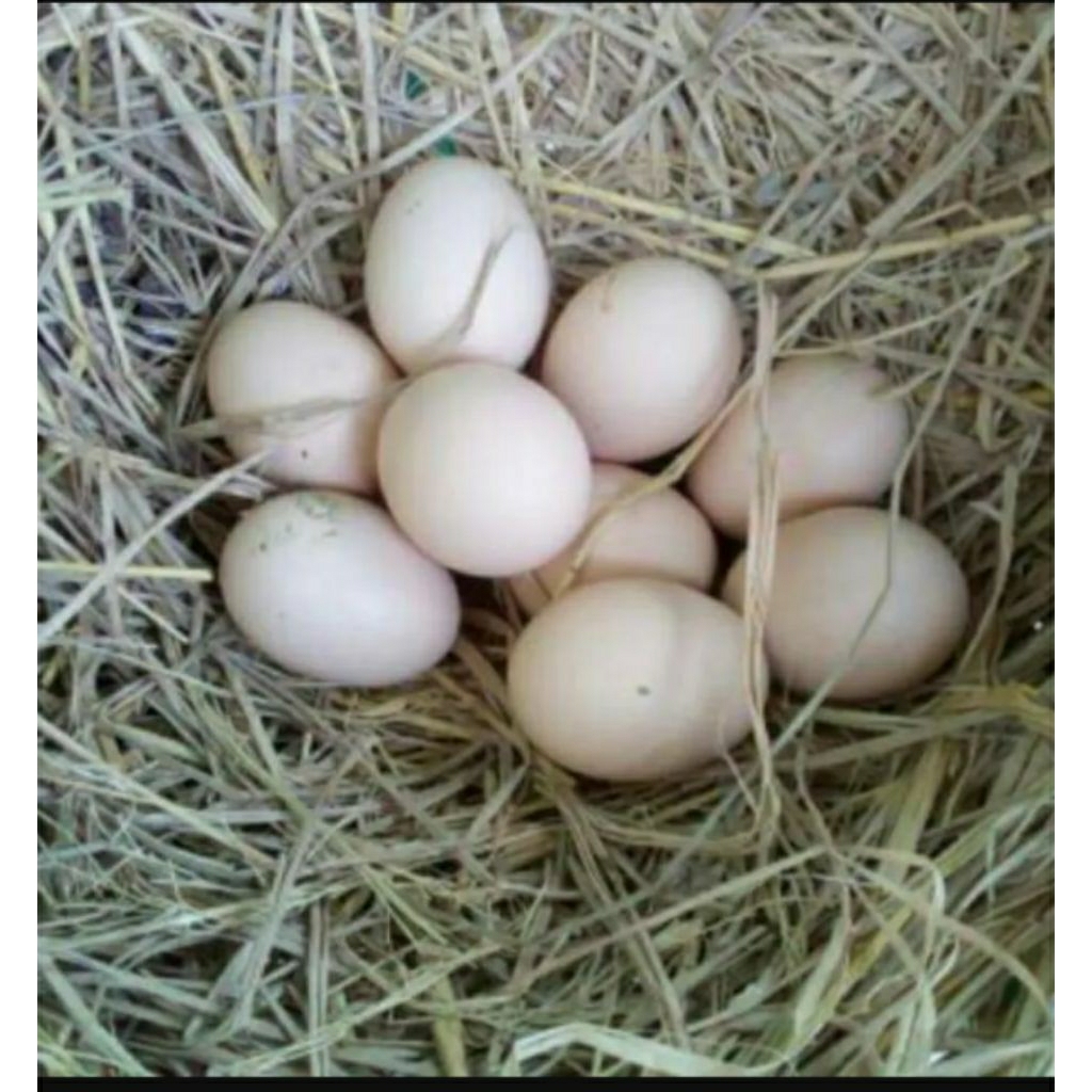 Telur ayam Bangkok X Pakhoy original fertil siap di tetaskan