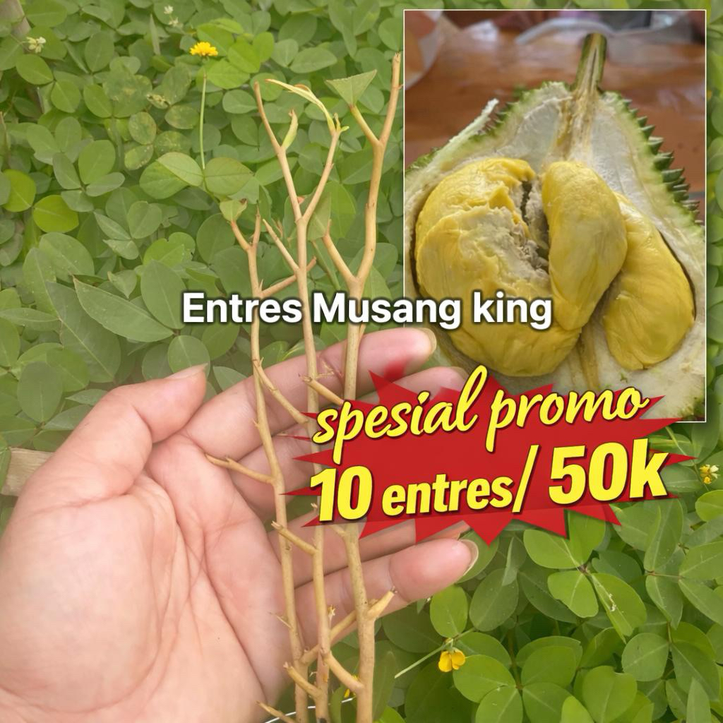 Durian Entres musang king