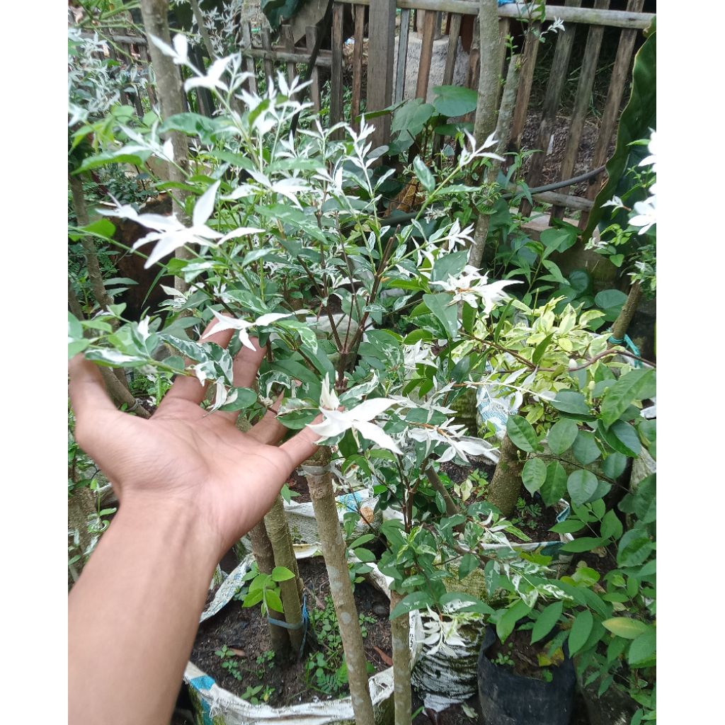 bonsai putri salju taman