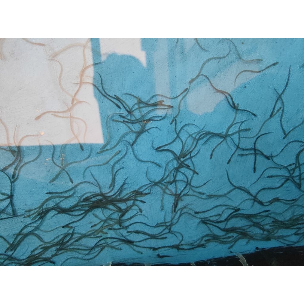 bibit sidat glass eel