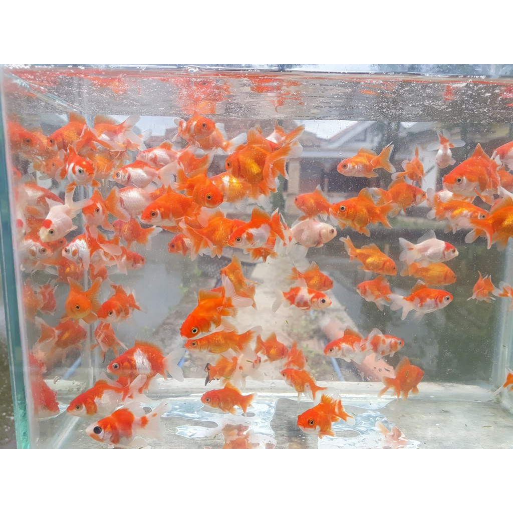 ikan hias maskoki oranda merah putih size 3-5 cm(10 ekor)