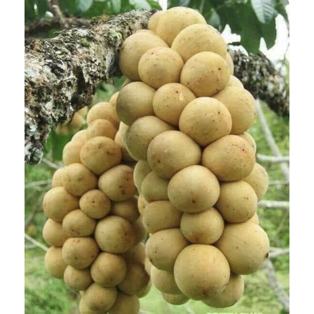 BIBIT POHON BUAH KOKOSAN FRESS SEGAR