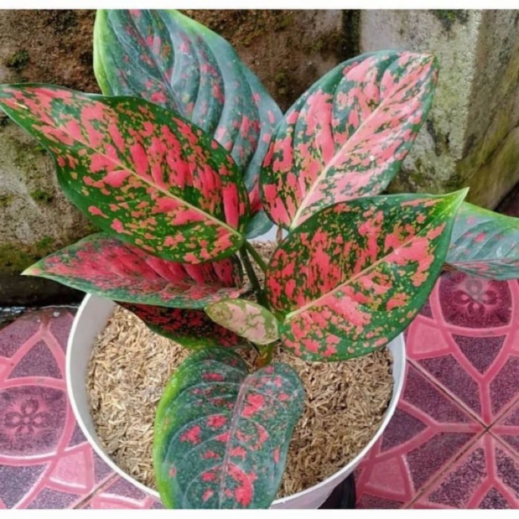 tanaman hias aglonema red venus dewasa