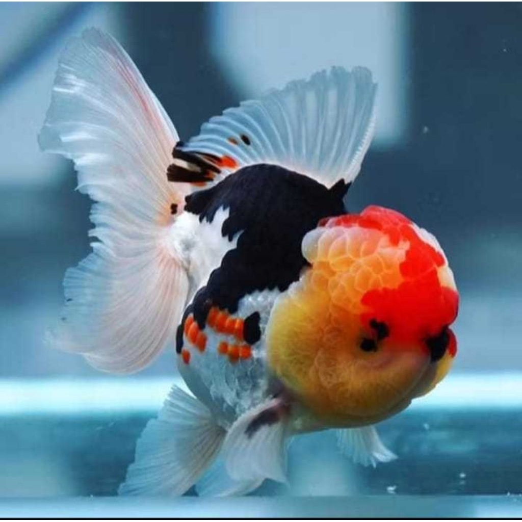 IKAN HIAS KOKI GOLDFISH ORANDA PANDA TRICOLOUR SIZE L
