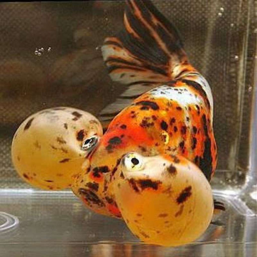paket 2 pcs koki mata balon gembul untuk isi aquarium