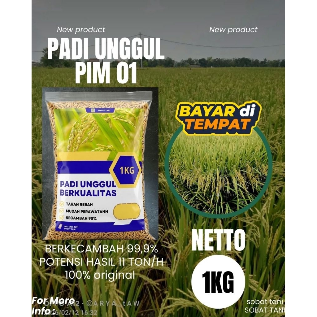 BENIH PADI PIM 01 BERKUALITAS ORIGINAL KEMASAN 1KG