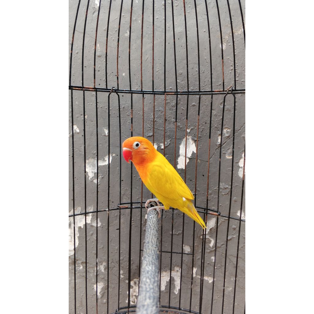 burung Lovebird trah kekekan paskun