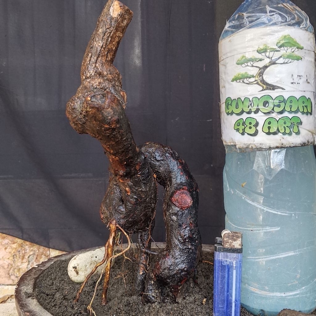 Bahan Bonsai Krakas Meliuk Untuk Sambungan Mirten Sianci dan Sakura Mikro Small Size Real Pict