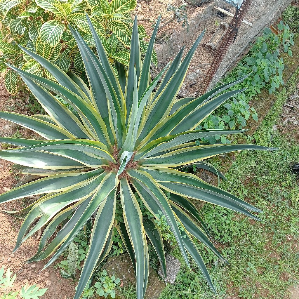 tanaman agave kuning