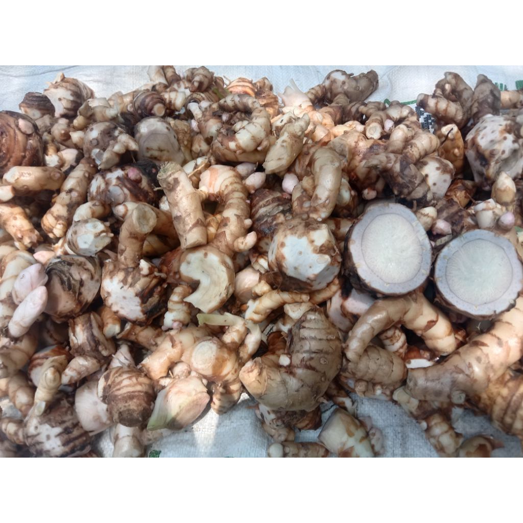 Temu hitam atau kunyit hitam 500 gram