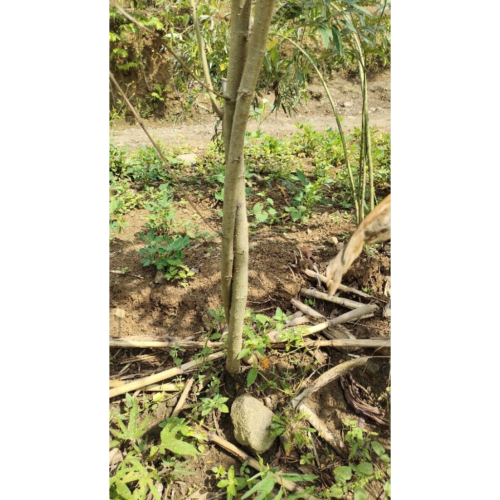 bahan bonsai taman dongkelan murbei realpic sesuai gambar barang kurang lebih sejempol kaki