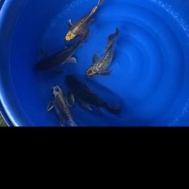 PAKET ISI 5 EKOR KOI BLITAR KUMPAY MIX