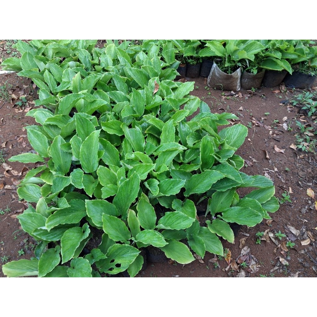 Kunyit Hitam 100Gram Original