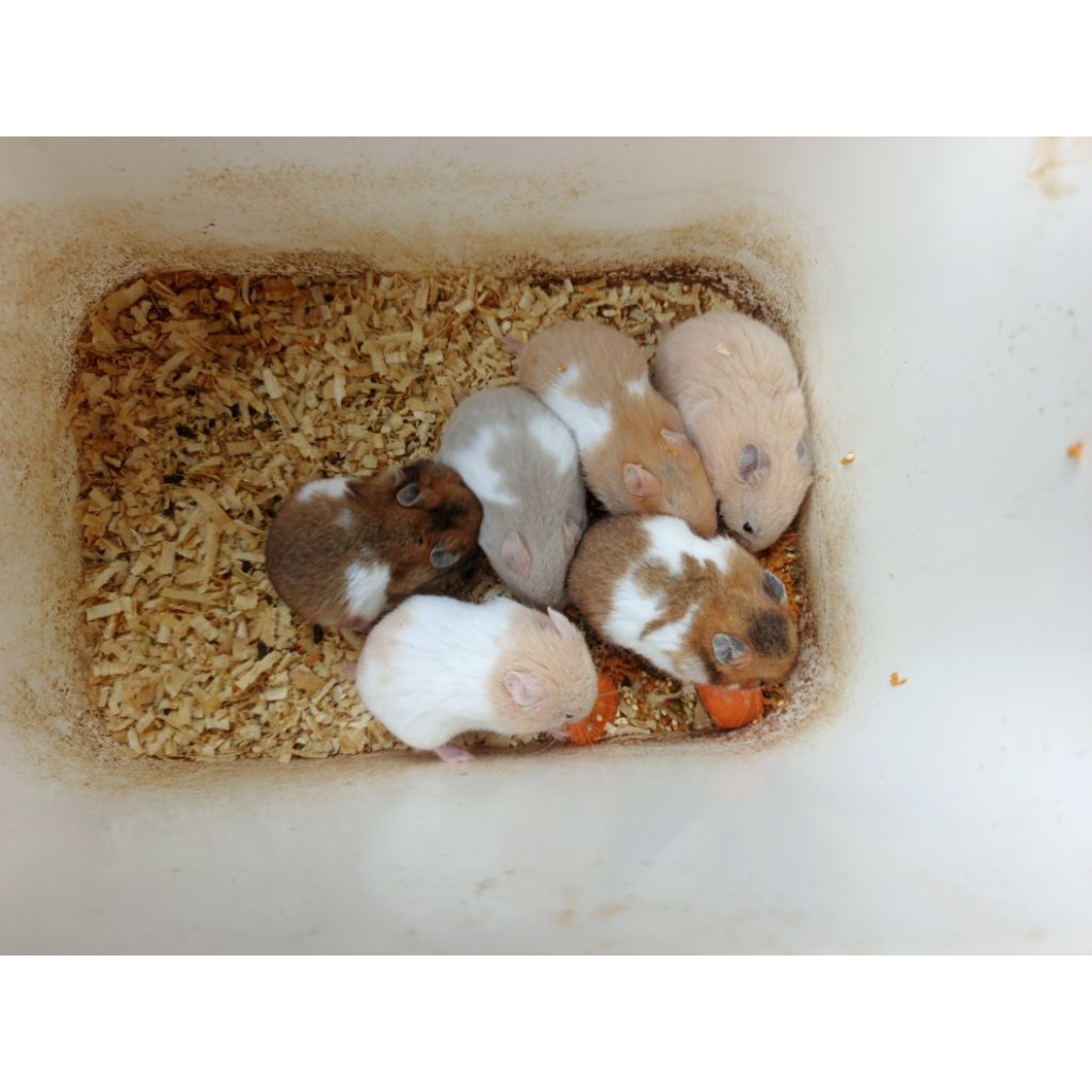 hamster syirian anakan