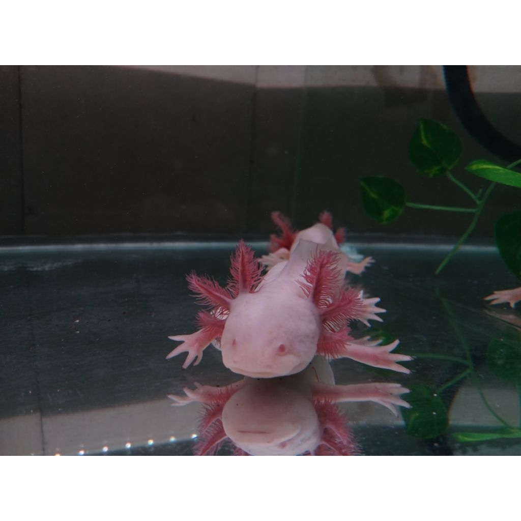 BABY AXOLOTL ALBINO 6cm