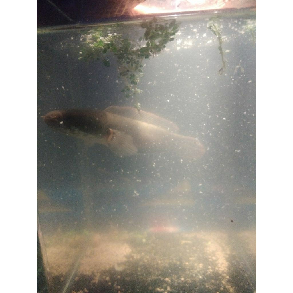 Limbata Channa dengan Rim Tebal dan Ganas