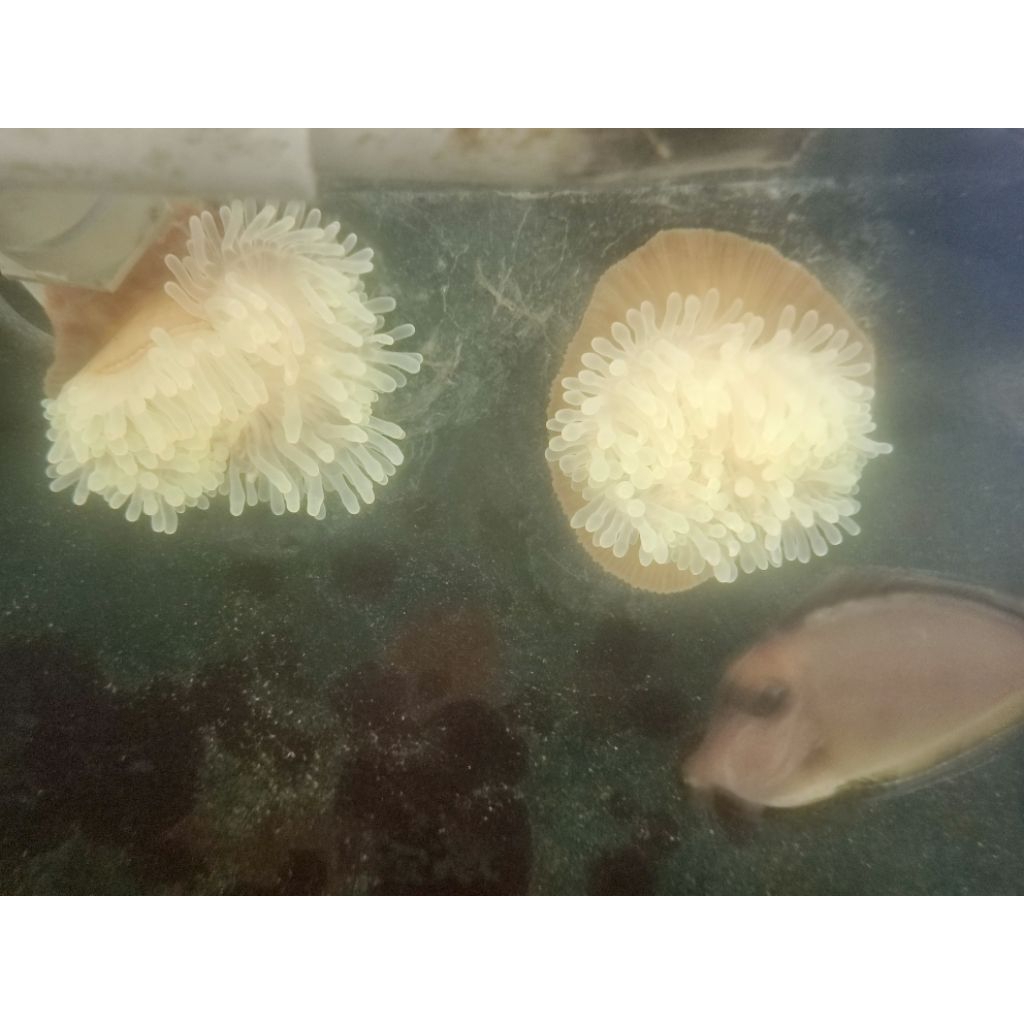 Anemon Jagung hijau tip orange