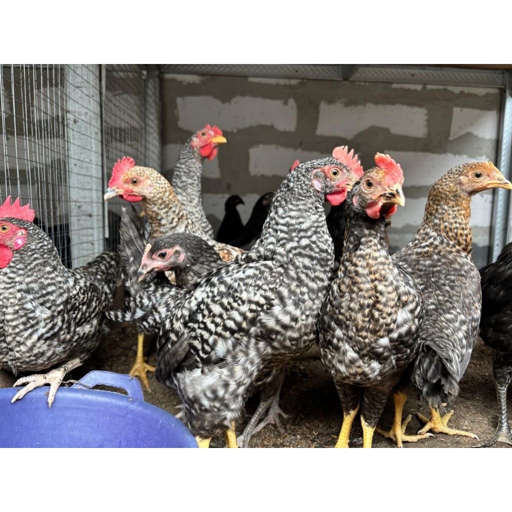 Paketan Ayam Kuntara 4