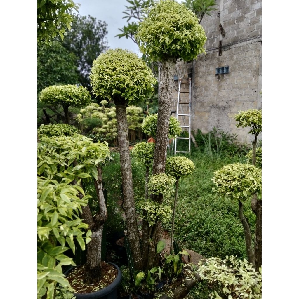 bonsai anting Putri 2,5meter batang besar bonsai taman berkarakter bonsai anting Putri