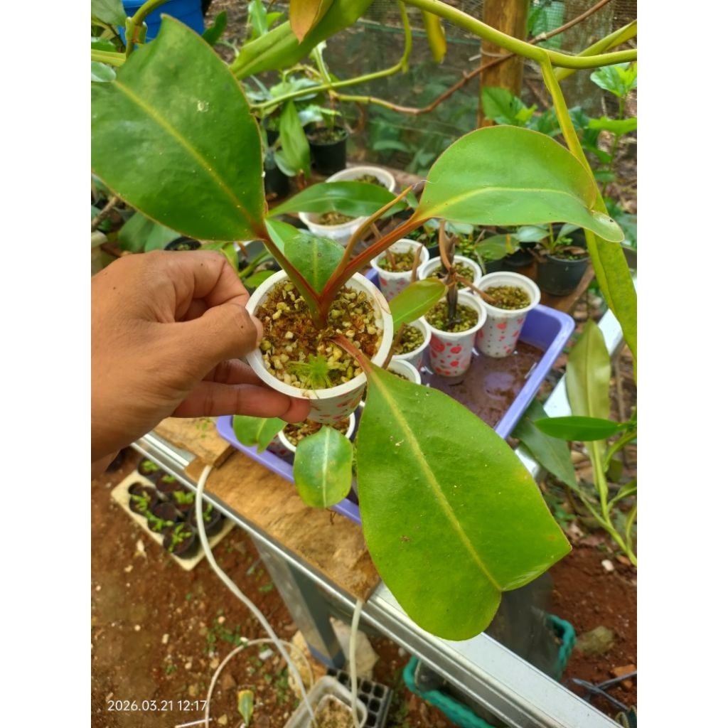 nepenthes Boschiana X clipeata