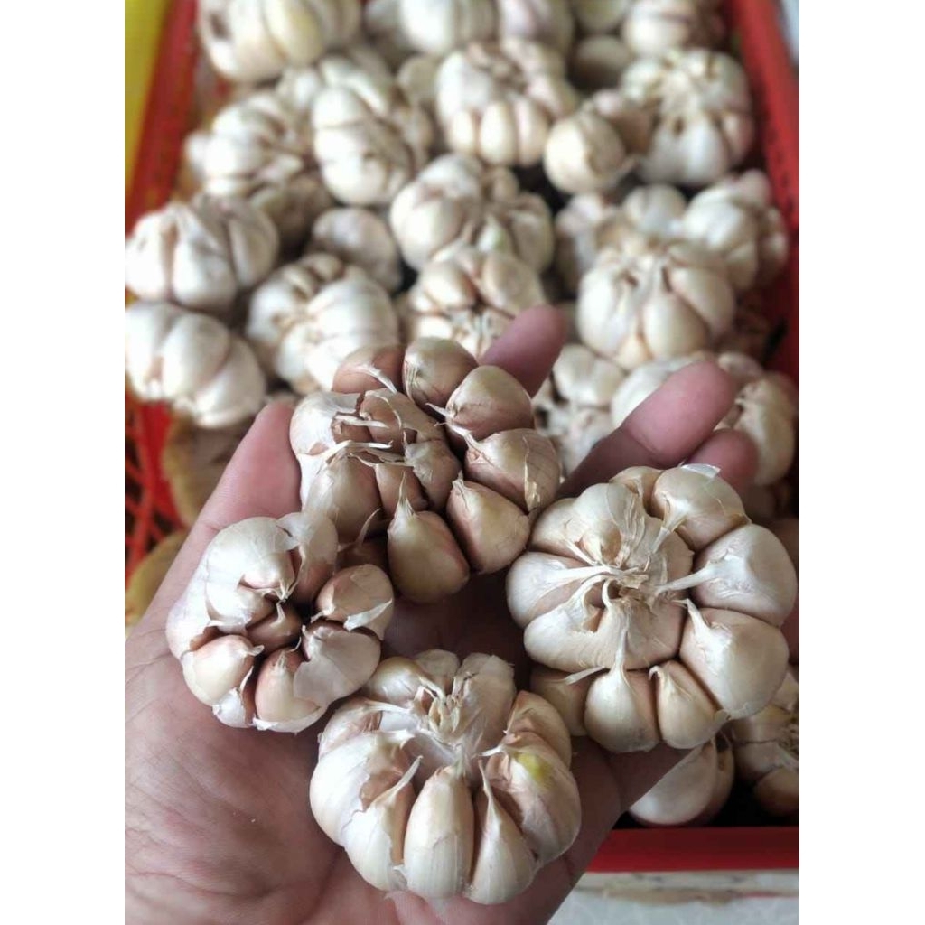 Bawang Putih 1kg  Bersih sico/honan Segar, Berkualitas Super, Kemasan Praktis
