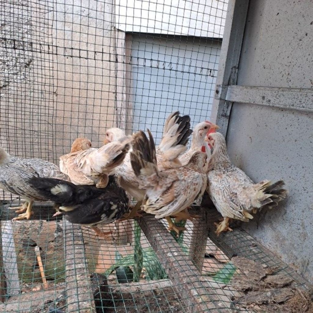 Anak Ayam Kate/Ayam Hias/Ayam kate 8 mingguan/Harga per Ekor