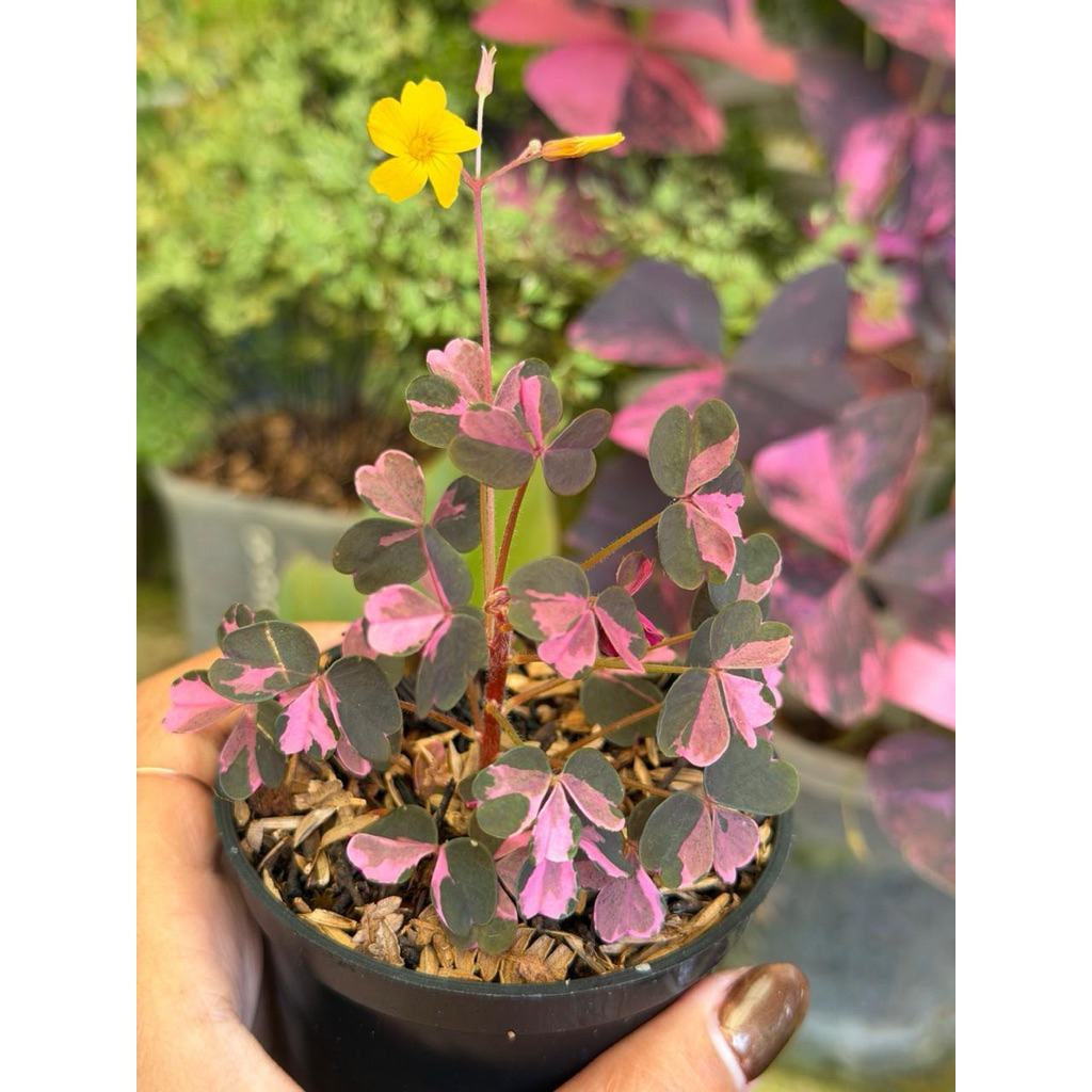 oxalis vulcanicola plum crazy