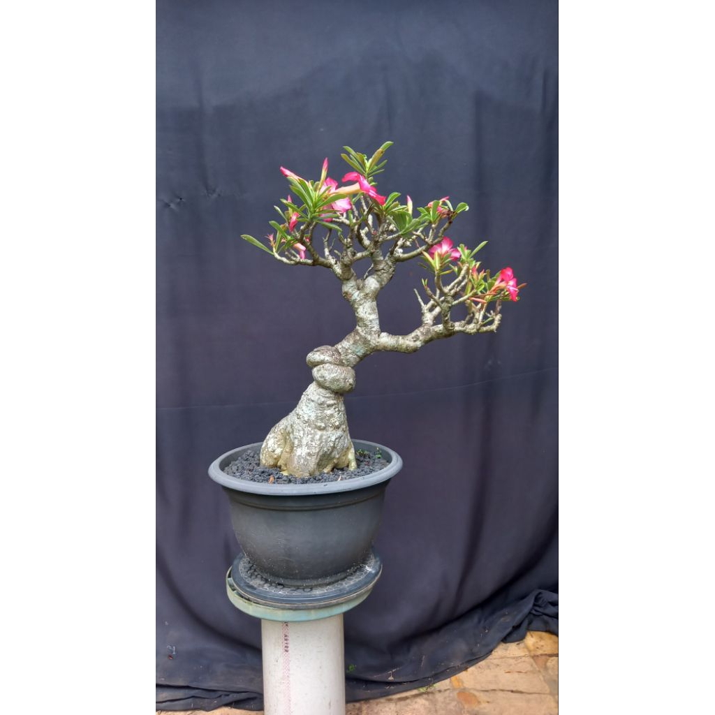 BONSAI POHON ADENIUM/KAMBOJA JEPANG