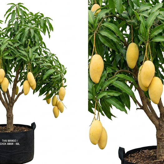 Bibit Mangga Chokanan siap berbuah