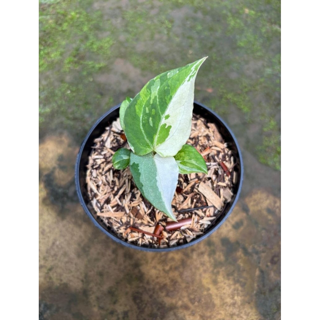 anturium kuping gajah varigata