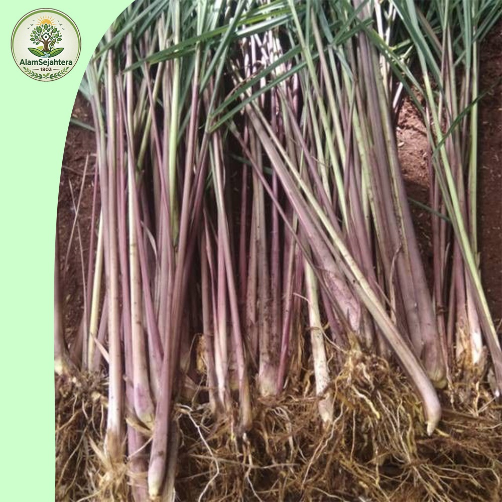 Bibit Sereh wangi / Bibit Sereh Merah /Sereh wangi Sereh Merah Siap Tanam ready
