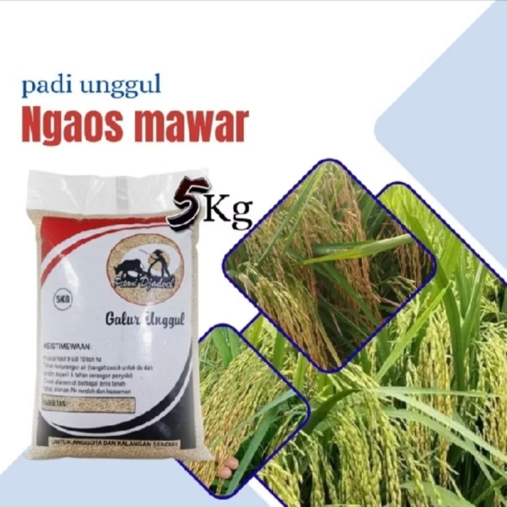 benih padi ngaos mawar 5kg