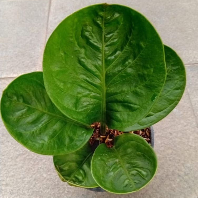 Anthurium Jemani Mangkok Grandpa "tanaman indor"