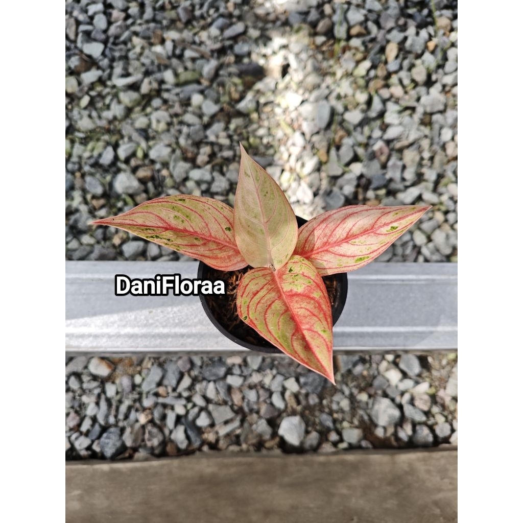 Aglaonema Mother Theresa Merah