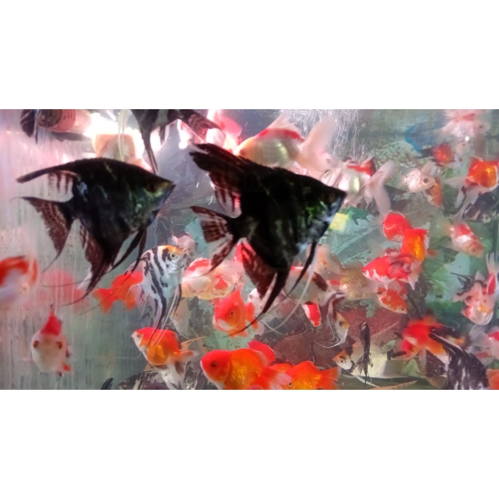Ikan Manfish