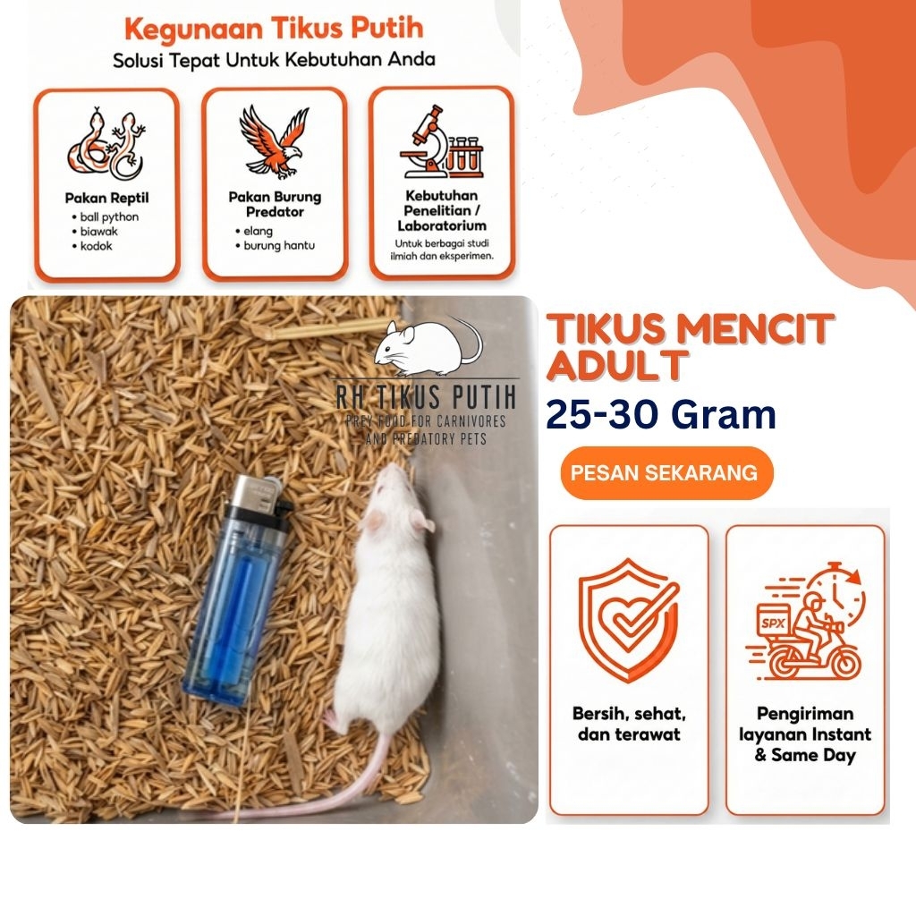 Mencit Dewasa (Adult) 25–30 Gram | Pakan Reptil dan Burung Predator