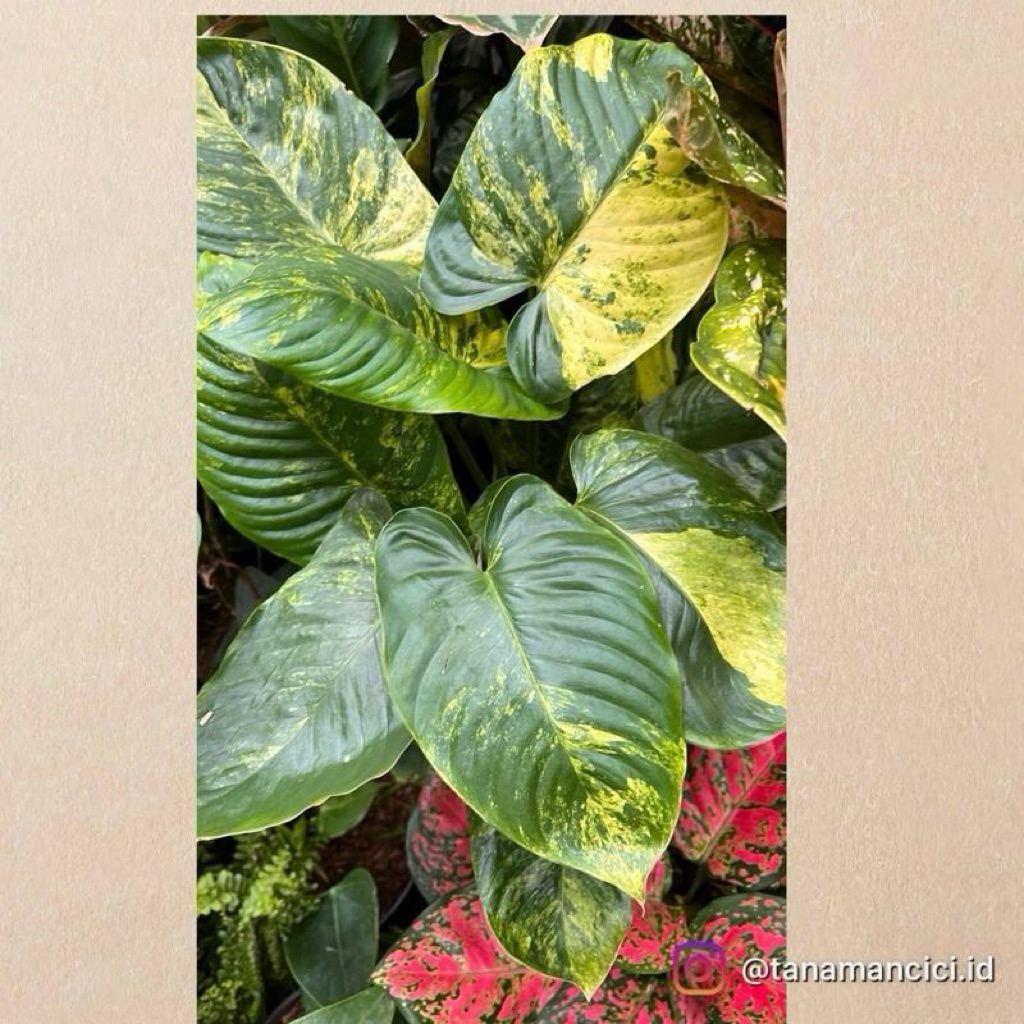 tanaman hias Homalomena varigata kuning real pict rimbun