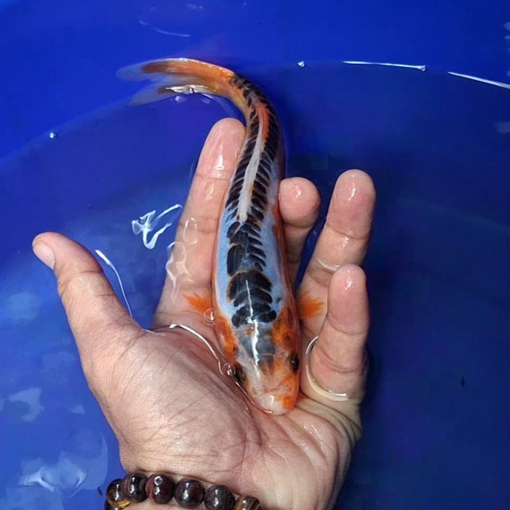 Ikan Koi Blitar Jenis Shusui / Rumah Koi Jakarta / kode 0015