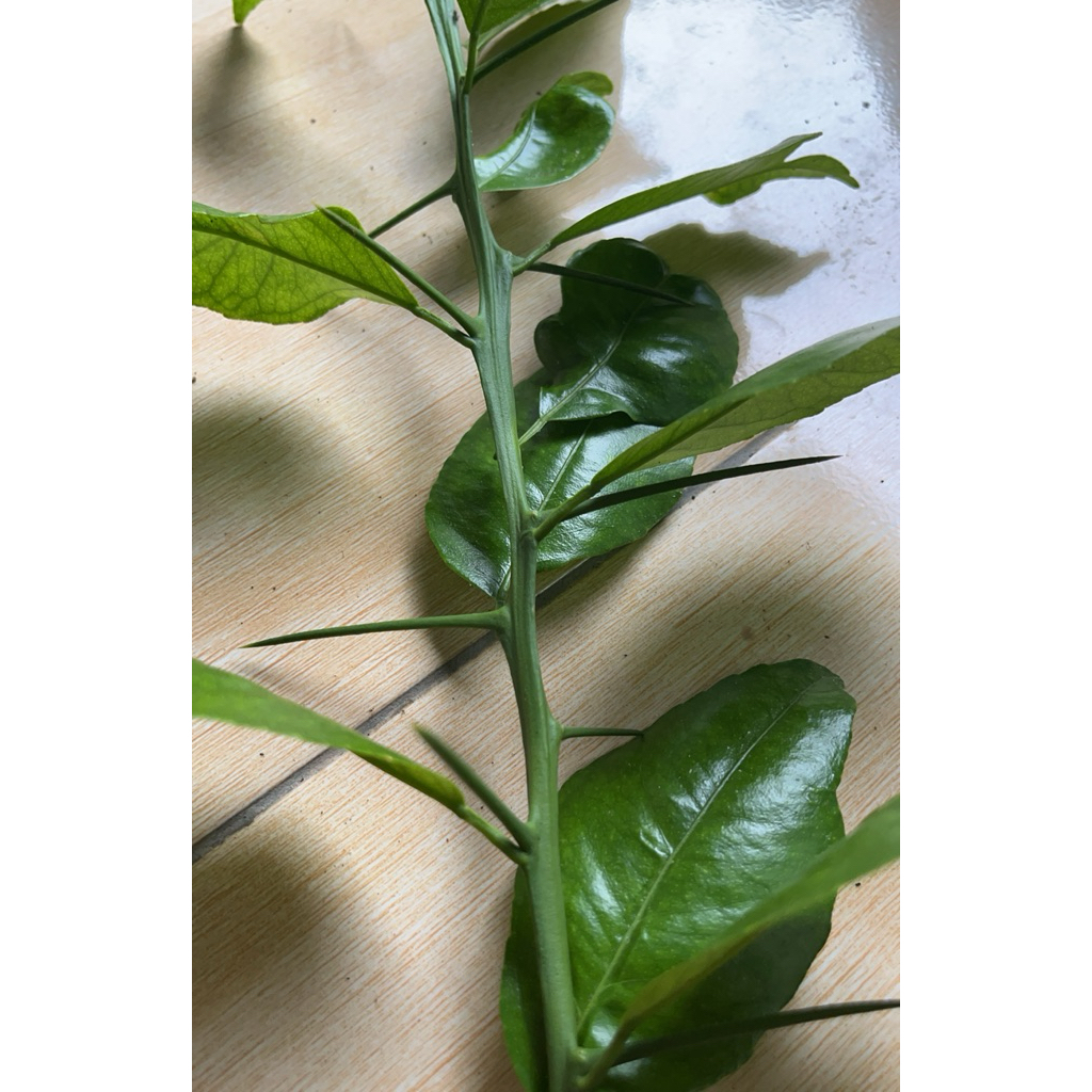 Daun Jeruk Purut Segar