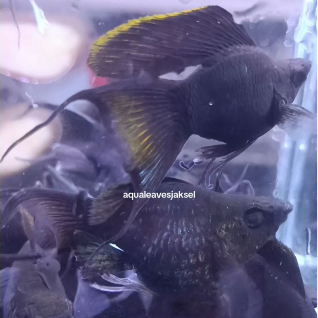 ikan molly balon black cawang lyretail size indukan