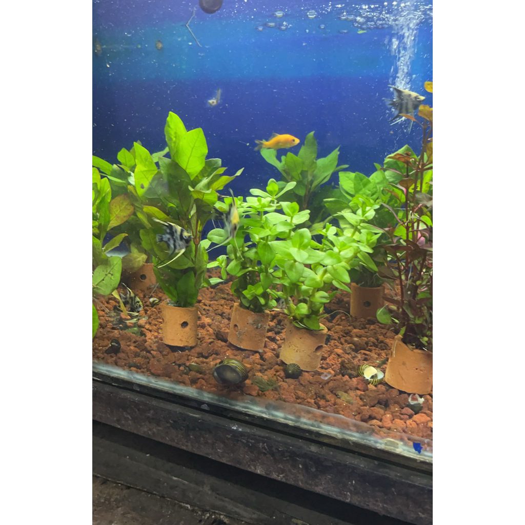taneman aqurium