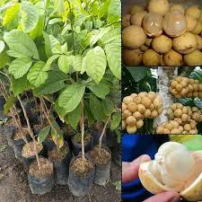 Bibit Tanaman Duku Palembang Tanpa Biji, Cepat Berbuah