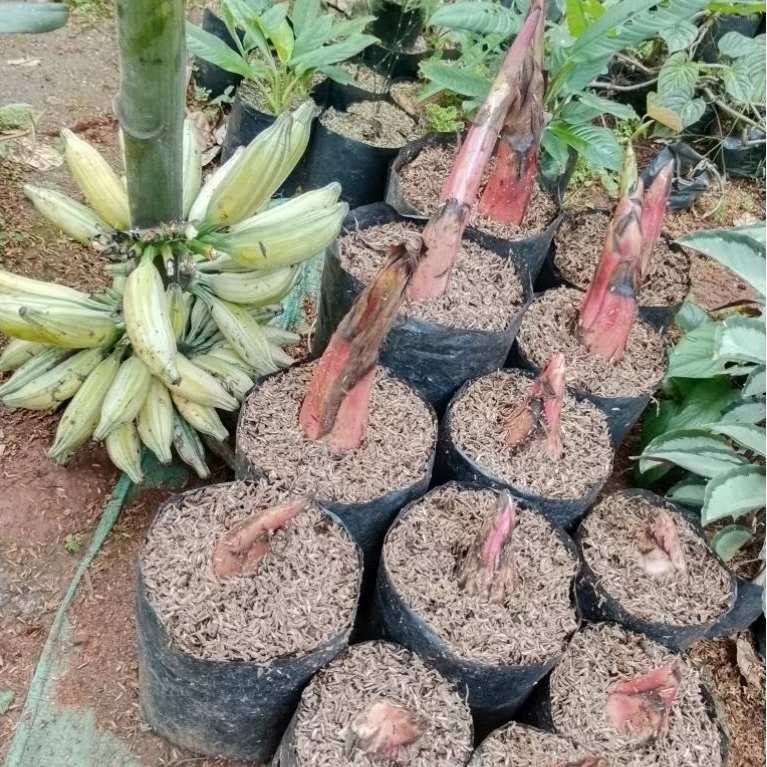 Tanaman Pisang Varigata - Pisang Florida Varigata - Pisvar