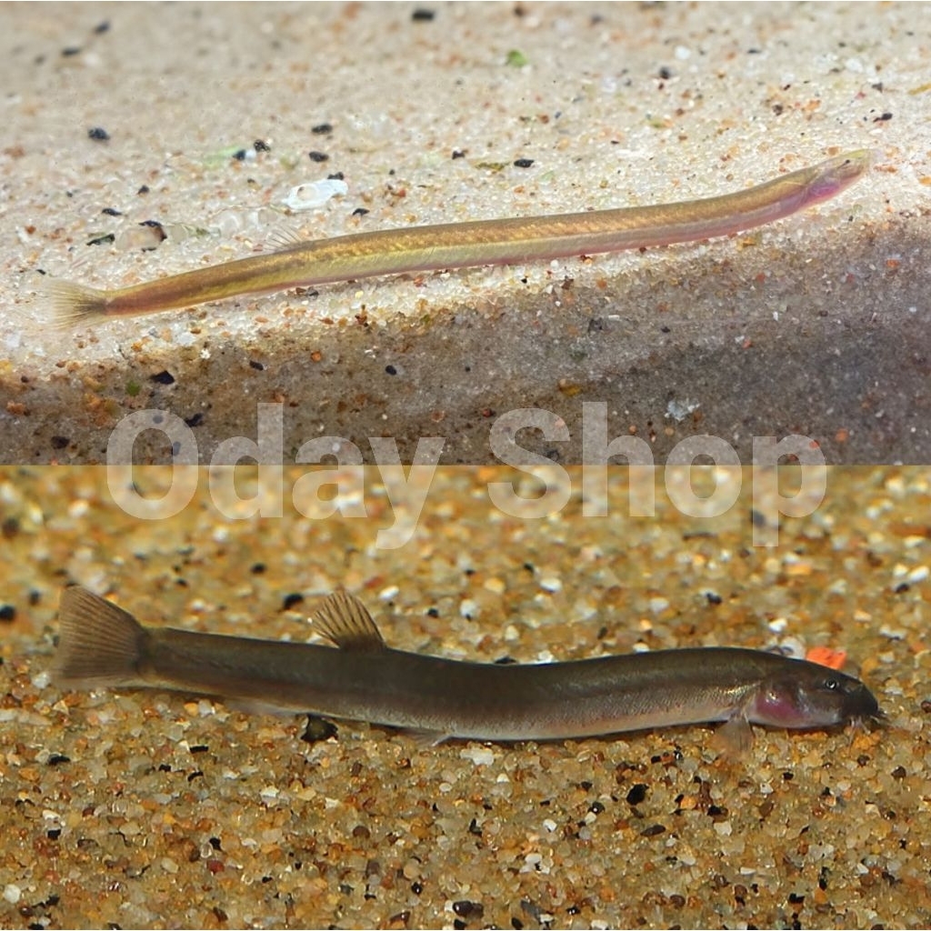 hiasan/dekorasi aquarium kuhli loach silver/black aquascape