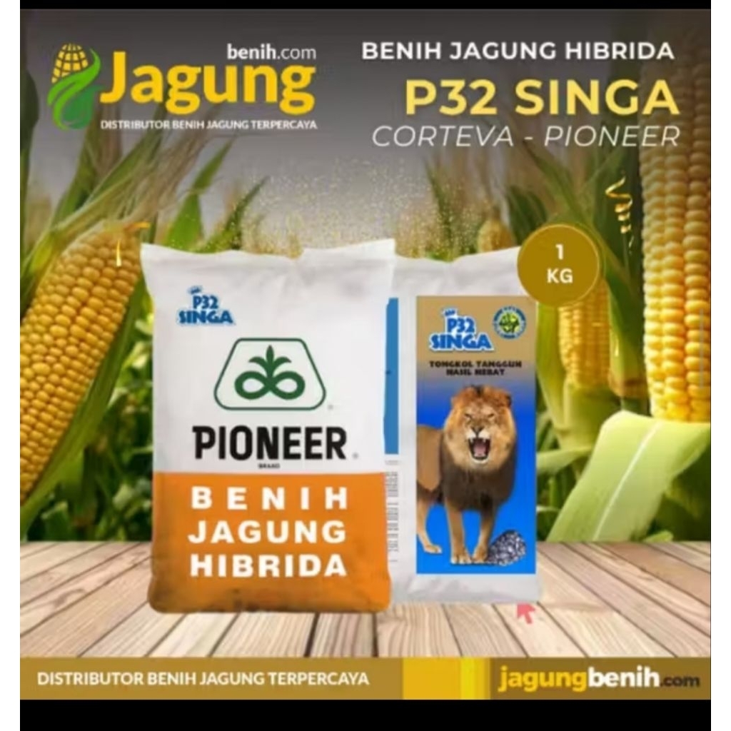 BENIH JAGUNG HIBRIDA PIONEER P32 SINGA KEMASAN 1KG ORRIGINAL