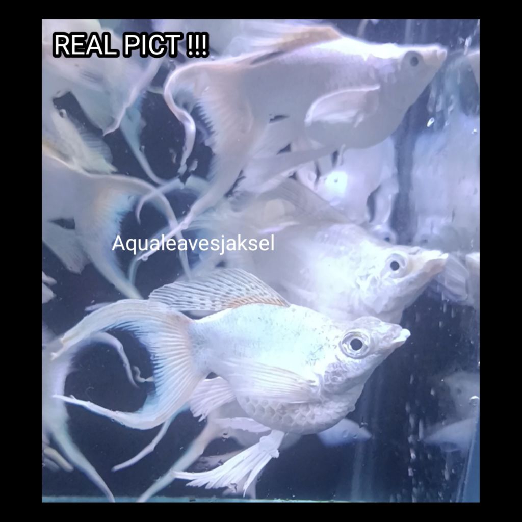 ikan molly balon platinum cawang lyretail size indukan