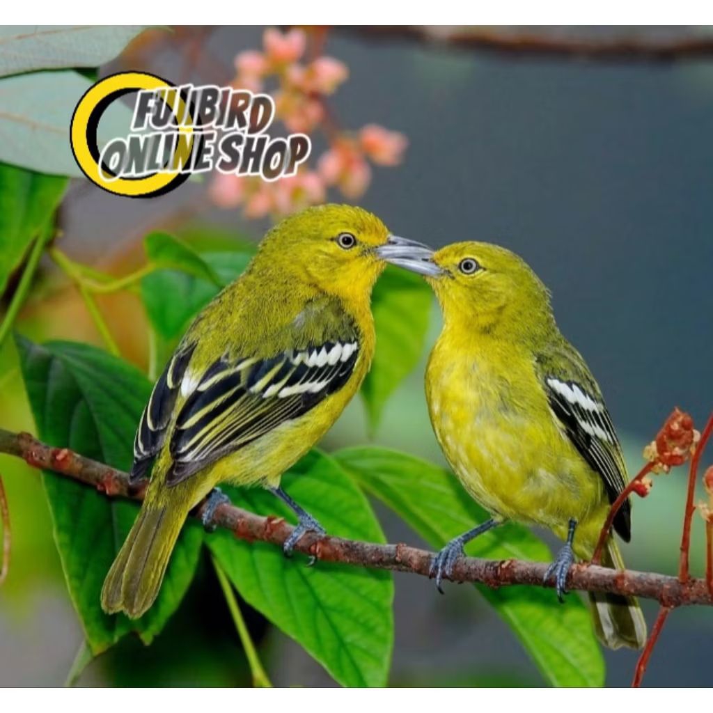 BURUNG CIPOW SIRTU SEPASANG PILIHAN