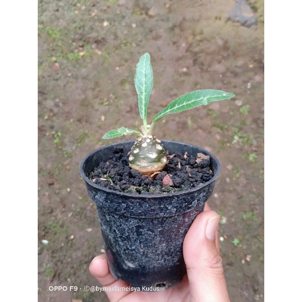 tanaman hias dorstenia lancifolia