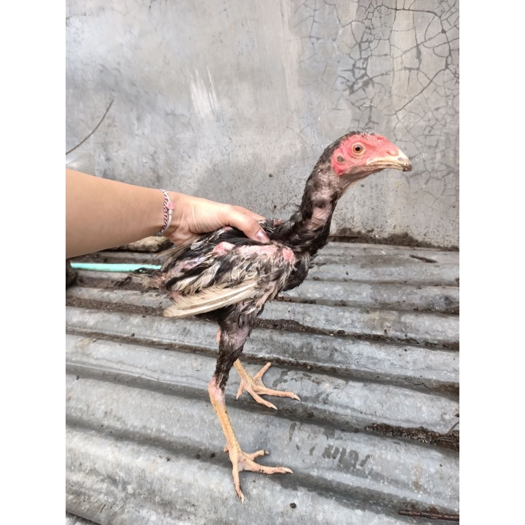 AYAM HIDUP.. AYAM BANGKOK 6 BULAN