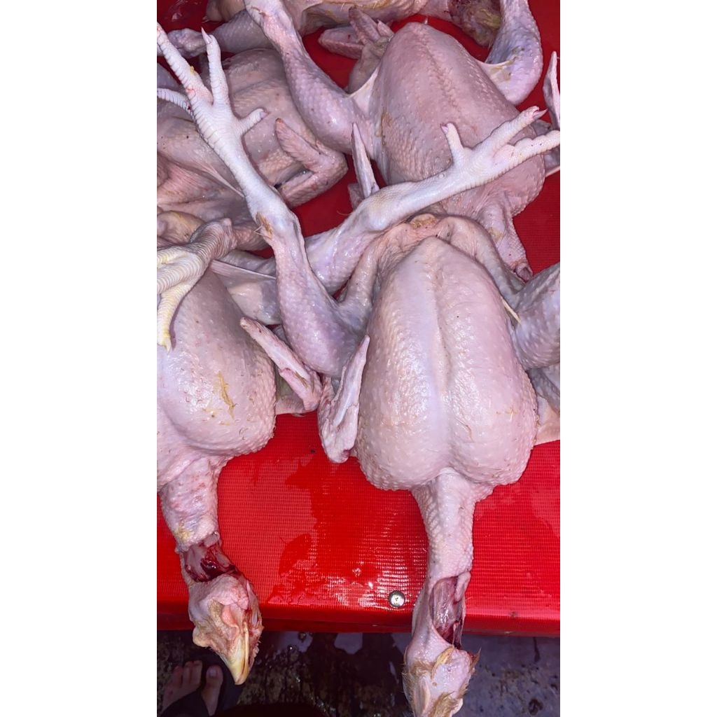 ayam potong segar